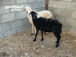  1 للبيع جاعده عمانيات