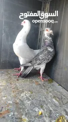  1 جواز حمام للبيع