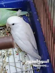  7 فراخ روز طفرات مميزة للزق اليدوي أقرا التفاصيل/ كوكتيل حب جرين شيك اليف جوز فحل طيرة فرخ هدد زق يدوي
