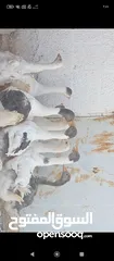  6 فراخ وز للبيع
