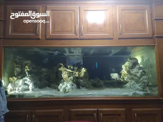  4 حوض سمك بحري حجم ضخم جدا جدا 240X100x100 إرتفاع الحوض مع البوفيه 270 مع كامل اجهزتو