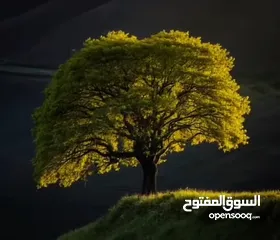  1 شقة البيع شارع 24 نابلس