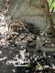  2 فرخ دجاج بلدي عمر شهرين ونص