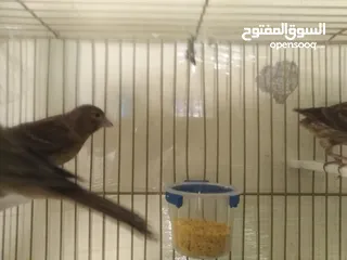  14 طيور كناري لون مخملي  للبيع المستعجل ( اقرأ الوصف جيدا )