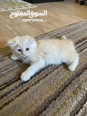  5 قط سكوتش شهرين