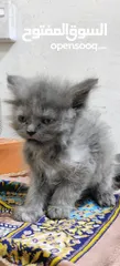  1 Cat for sale urgent sale on farwaniya