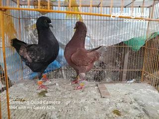  5 جوز كينجات مدنسرات