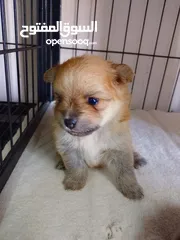  6 Pomerania for sell