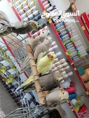  3 كوكتيل اليف ومتوفر جواز كوكتيل للبيع
