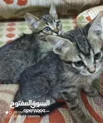  5 قطط انقورا التركي