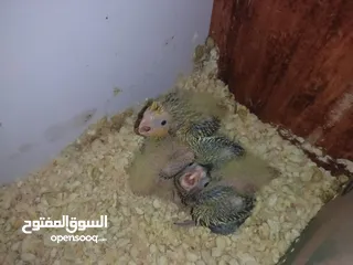  4 زوج كوكتيل للبيع