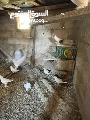  10 حمام زواج زق