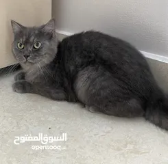  1 Home cat for free adoption  قط منزل للتبني مجانا