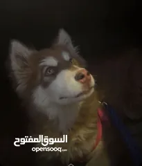  2 كلب هاسكي لون بني