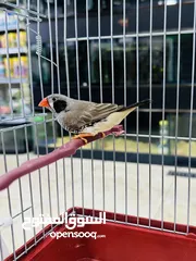  1 عرض خاص طيور الجنة