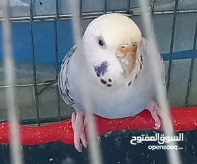  6 حب.. اناثي كبيرة وجاهزة ومعبية فل الفل  وبالفيديو ازواج مميزة الوان  مقنبرات