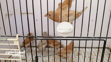  2 طفرات زيبرا بنغالي