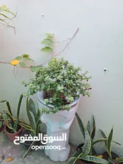  6 Plants for sale