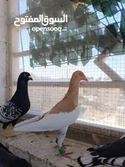  22 تشكيلة حمام مع جوز انجليزيات صفر نخب