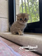  3 بسم الله ما شاء الله