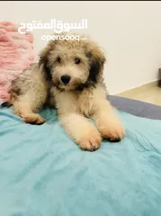  5 Amazing cute Puppy for Sale