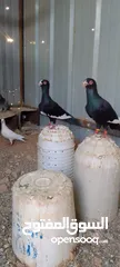  1 جوز حمام مسويد شغال مكفول