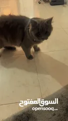  2 قطه بريطاني انثى لونها سكني