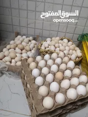  2 بيض عماني مخصب