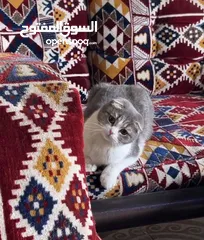  4 قطه سكوتش فولد معقمه للتبني