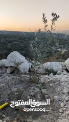  5 أرض للبيع في أجمل مناطق بلعا