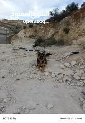  4 كلبه جيرمان لعوبه جدا