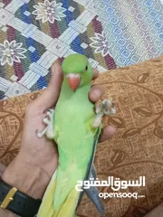  4 ببغاء دره زق يدوي عمر اربع شهور
