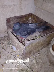  3 جوز حمام طيره قلاب مختومه ام فراخ وفحل باكستاني