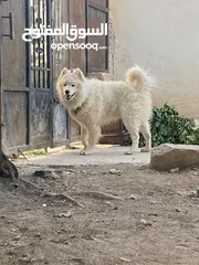  4 ساموايد لعوب ومدرب