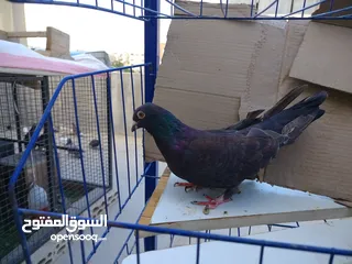  5 حمام بلدي وانواع اخره   بحاله ممتازة شغالات 14جوز وهاي بعض الصور