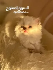  1 قط فصيل نادر ميكس بين هملايا و شيرازي دول فيس انتاج عالي