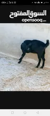  8 سخلتين شاميات