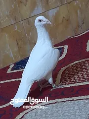  2 متاح طيره كاير