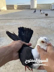 9 كوم حمام للبيع