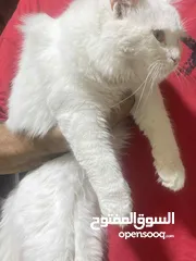  4 قطه مع بيت تفصيل