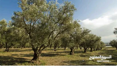  1 ارض دير غزالة الخضراء