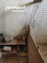  1 أرانب للبيع نخب اول