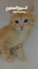  5 قطط انقورا تركي ذكور للبيع القطط صحه و جمال و اناقه و ادب و احترام ما شاء الله