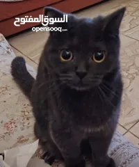  1 قطة  سكوتش فولد