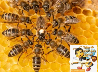  23 للبيع أجود منتجات العسل بالبريمي مقابل وكالة تويوتا بالقرب من منفذ حماسة / الامارات