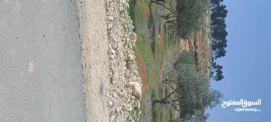  6 ارض للبيع ناعور الجديده حوض البويضه بالقرب من مدارس الجاليات ومدرسه ايبك قطعه سكنيه للفلل