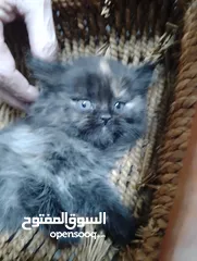  14 قطط للبيع السعار مشكله