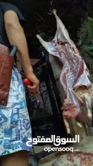  21 لحام متنقل ذبح أضاحي خاروف عجل بلدي جمل غنم بلدي روماني برزيلي كولمبي اسباني خروف بلدي جزار متنقل
