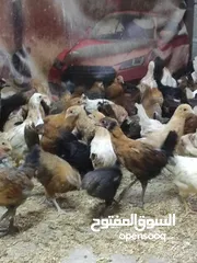  1 دجاج عماني ما شا الله احجام طيبه ب ريال فقط عمر ثلاثة اشهر