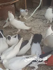  7 حمام لببيع